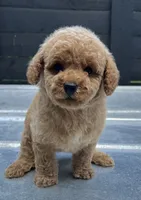 Mini M#2, a male Poodle - Miniature  for sale in Bristol, TN – 1 of 1
