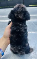Merle boy #2 , a male Miniature Schnauzer and Poodle - Toy  for sale in Bristol, TN – 2 of 3