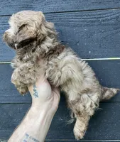 ShihPoo , a male Shih Tzu and Poodle - Toy  for sale in Bristol, TN – 2 of 2