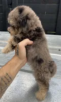 Merle toy , a male Poodle - Toy  for sale in Bristol, TN – 4 of 4