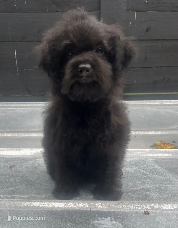 Black #2 – Poodle - Miniature  puppy for sale in Bristol, TN