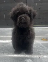 Black #2, a male Poodle - Toy  for sale in Bristol, TN – 1 of 1