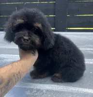 Phantom Male , a male Poodle - Miniature  for sale in Bristol, TN – 2 of 3