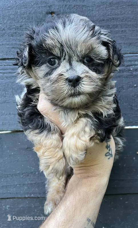 Merle ShihPoo  – Shih Tzu, Poodle - Toy  puppy for sale in Bristol, TN