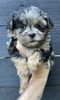 Merle ShihPoo , a female Shih Tzu and Poodle - Toy  for sale in Bristol, TN – 1 of 3