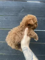 T-cup Cockapoo, a female Cocker Spaniel and Poodle - Toy  for sale in Bristol, TN – 3 of 3