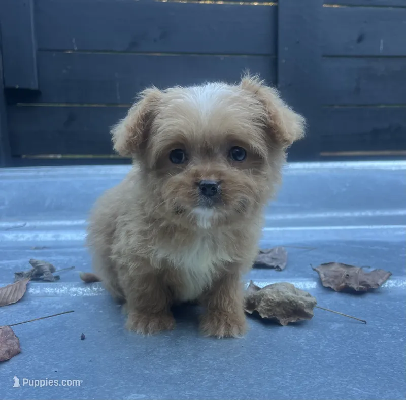 Red 2 one blue eye  – Cavapoo puppy for sale in Bristol, TN