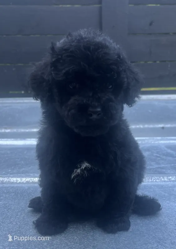 Black #3, a male Poodle - Miniature  for sale in Bristol, TN – 1 of 1