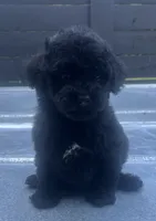Black #3, a male Poodle - Miniature  for sale in Bristol, TN – 1 of 1