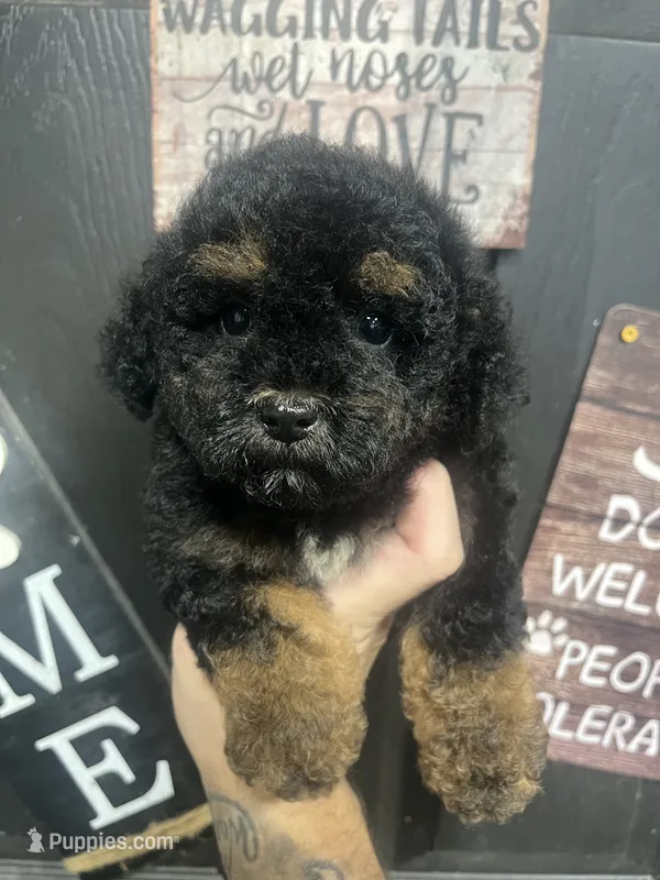 Phantom Male  – Poodle - Miniature  puppy for sale in Bristol, TN