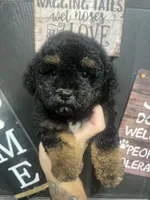 Phantom Male , a male Poodle - Miniature  for sale in Bristol, TN – 1 of 1