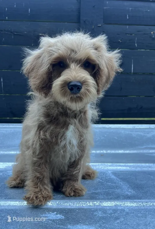 Red – Miniature Schnauzer, Poodle - Toy  puppy for sale in Bristol, TN