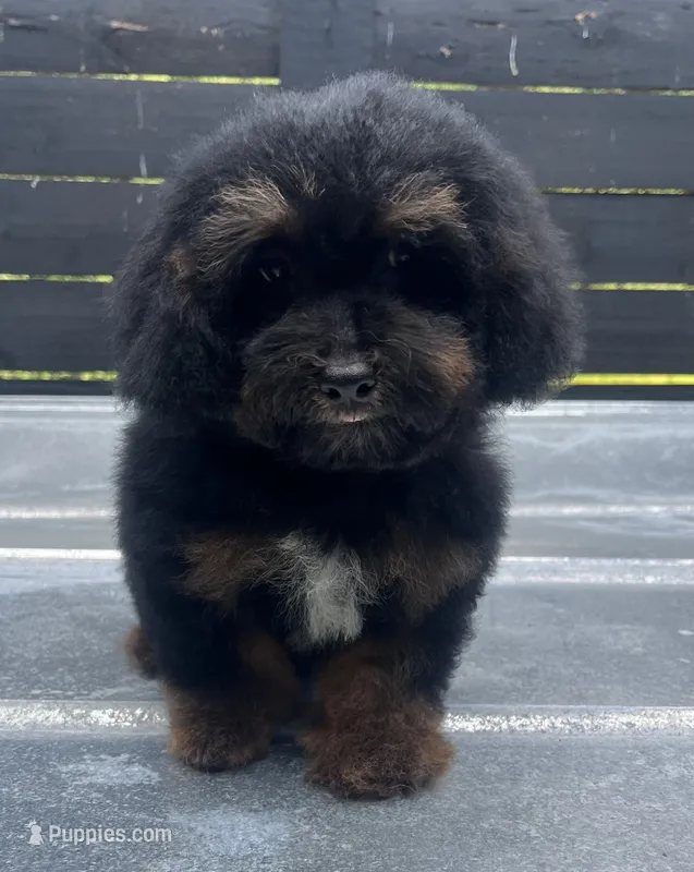 Phantom Male  – Poodle - Miniature  puppy for sale in Bristol, TN