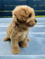 Red #2, a male Miniature Schnauzer and Poodle - Toy  for sale in Bristol, TN – 2 of 2