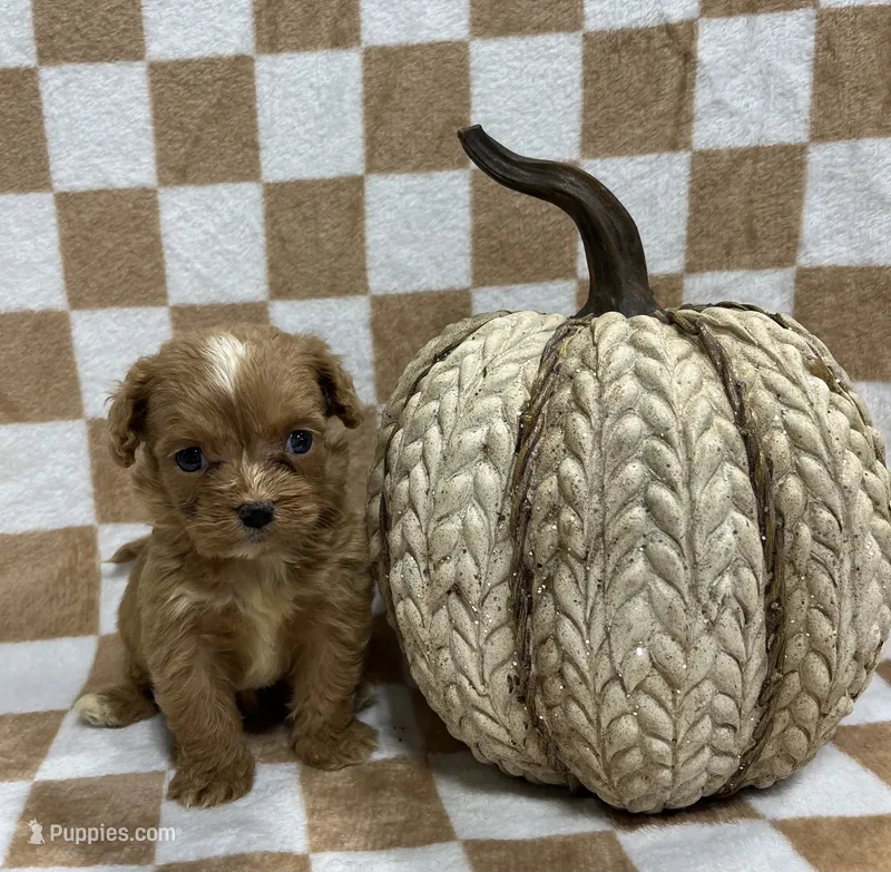 Red 2 one blue eye  – Cavalier King Charles Spaniel, Poodle - Miniature  puppy for sale in Bristol, TN