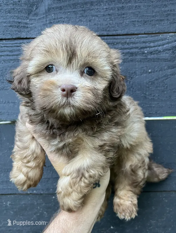 ShihPoo  – Shih Tzu, Poodle - Toy  puppy for sale in Bristol, TN