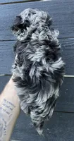 Merle ShihPoo , a female Shih Tzu and Poodle - Toy  for sale in Bristol, TN – 3 of 3