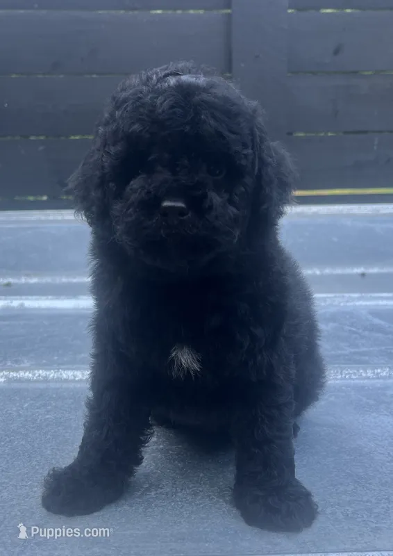 Black #1, a male Poodle - Miniature  for sale in Bristol, TN – 1 of 1