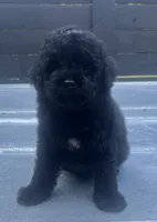 Black #1, a male Poodle - Miniature  for sale in Bristol, TN – 1 of 1