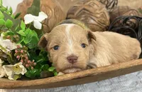 Red F #1 , a female Miniature Schnauzer for sale in Bristol, TN – 2 of 3