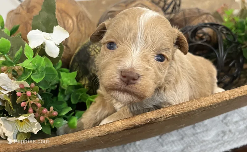 Red F #1  – Miniature Schnauzer puppy for sale in Bristol, TN
