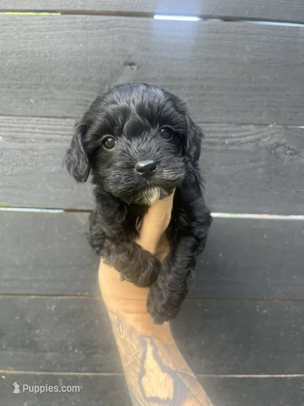 Cavapoo #2 – Cavalier King Charles Spaniel, Poodle - Toy  puppy for sale in Bristol, TN