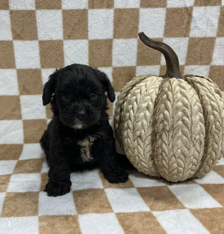 Cava poo – Cavalier King Charles Spaniel, Poodle - Miniature  puppy for sale in Bristol, TN