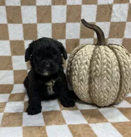 Cava poo, a male Cavalier King Charles Spaniel and Poodle - Miniature  for sale in Bristol, TN – 1 of 1