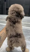 Merle toy , a male Poodle - Toy  for sale in Bristol, TN – 3 of 4