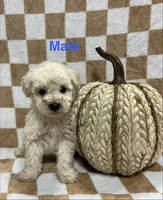 White M1, a male Schnoodle for sale in Bristol, TN – 1 of 1
