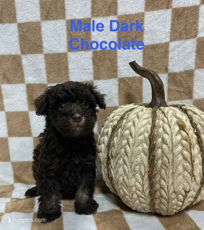 Chocolate M1 – Schnoodle puppy for sale in Bristol, TN