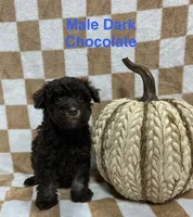 Chocolate M1, a male Schnoodle for sale in Bristol, TN – 1 of 1