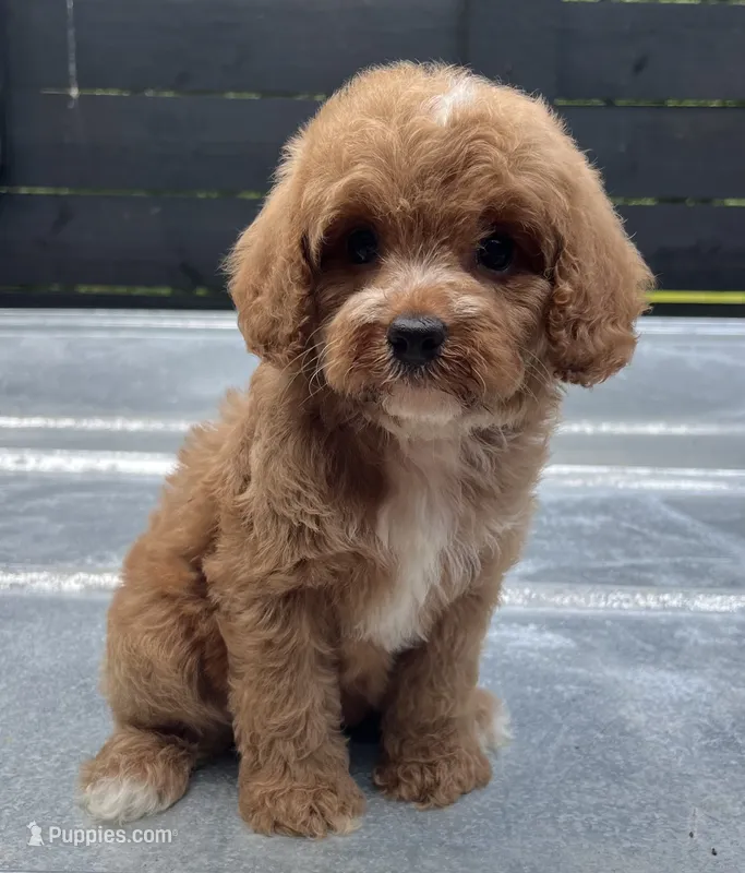 Cavapoo girl #2  – Cavalier King Charles Spaniel, Poodle - Toy  puppy for sale in Bristol, TN