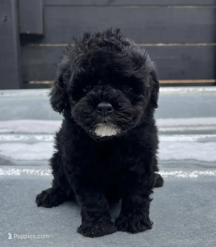 Toy Poodle  – Poodle - Toy  puppy for sale in Bristol, TN