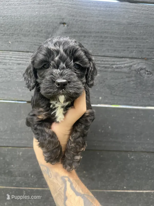 Cavapoo #3  – Cavalier King Charles Spaniel, Poodle - Toy  puppy for sale in Bristol, TN