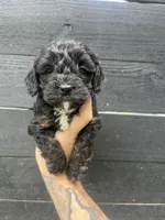 Cavapoo #3 , a male Cavalier King Charles Spaniel and Poodle - Toy  for sale in Bristol, TN – 1 of 2