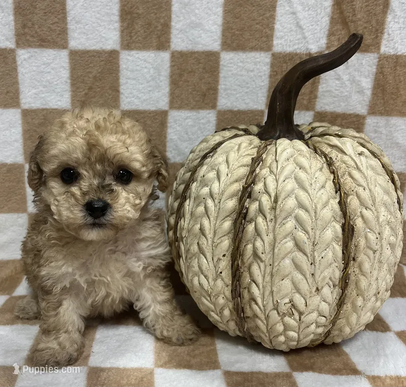 Cream F1 – Poodle - Toy  puppy for sale in Bristol, TN