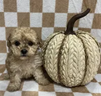 Cream F1, a female Poodle - Toy  for sale in Bristol, TN – 1 of 1