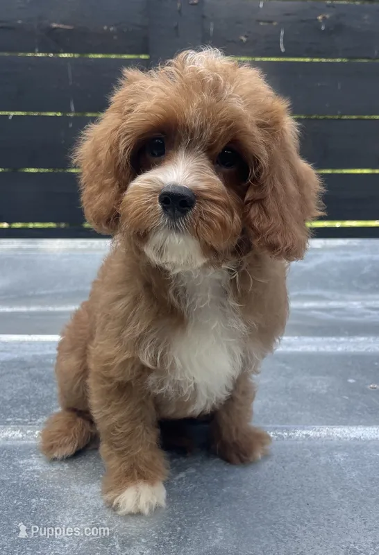 Cavapoo male #1 – Cavalier King Charles Spaniel, Poodle - Toy  puppy for sale in Bristol, TN