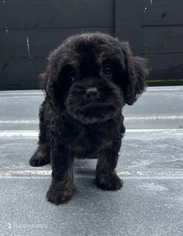 Cavapoo #2 – Cavalier King Charles Spaniel, Poodle - Toy  puppy for sale in Bristol, TN