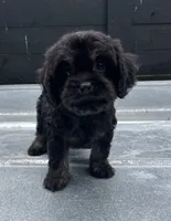 Cavapoo #2, a female Cavalier King Charles Spaniel and Poodle - Toy  for sale in Bristol, TN – 1 of 1