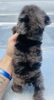 Merle boy w/ blues , a male Miniature Schnauzer and Poodle - Toy  for sale in Bristol, TN – 3 of 3