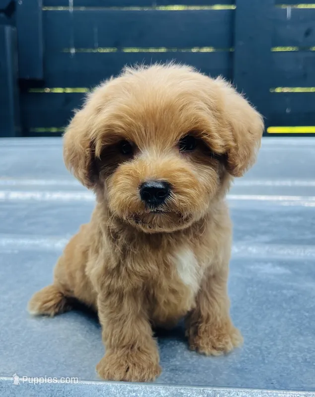 Red #2 – Miniature Schnauzer, Poodle - Toy  puppy for sale in Bristol, TN