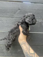 Cavapoo #3 , a male Cavalier King Charles Spaniel and Poodle - Toy  for sale in Bristol, TN – 2 of 2