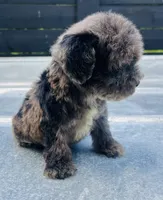 Merle boy w/ blues , a male Miniature Schnauzer and Poodle - Toy  for sale in Bristol, TN – 2 of 3