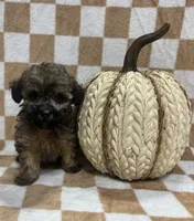 Brown M1, a male Poodle - Toy  for sale in Bristol, TN – 1 of 1