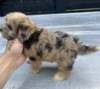 Havapoo F#2, a female Havanese and Poodle - Toy  for sale in Bristol, TN – 2 of 3