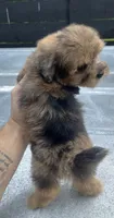 Havapoo M#3, a male Havanese and Poodle - Toy  for sale in Bristol, TN – 2 of 2