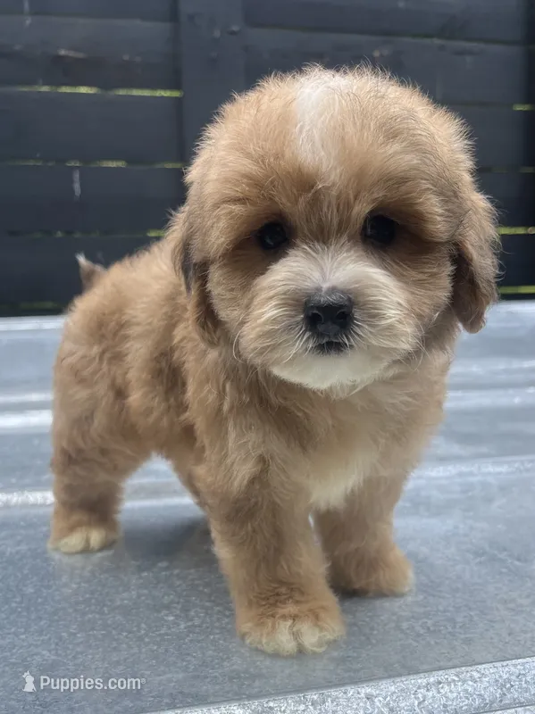 Havapoo M#1  – Havanese, Poodle - Toy  puppy for sale in Bristol, TN