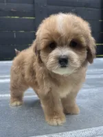 Havapoo M#1 , a male Havanese and Poodle - Toy  for sale in Bristol, TN – 1 of 1